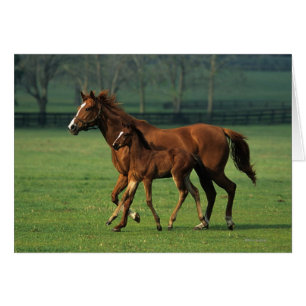 Cartão Égua do puro-sangue & potro 3