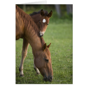 Cartão Égua e potro de um quarto americanos do cavalo no