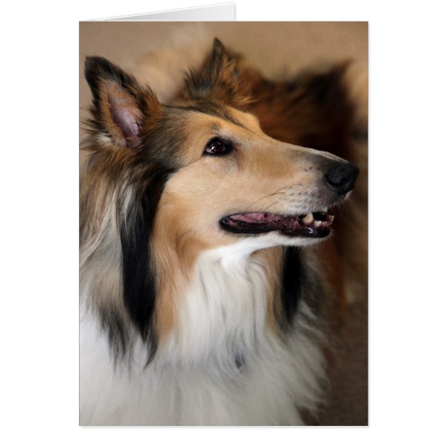 Cartão Ei! Collie Card (Frente)