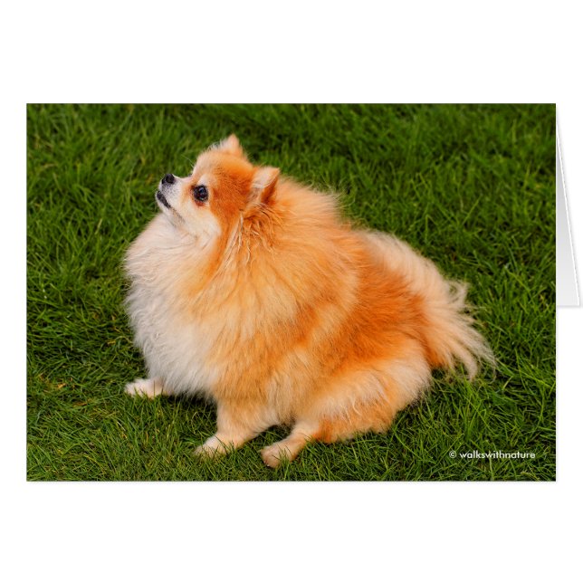 Cartão Ela, Pom Rainha do gramado (Frente Horizontal)