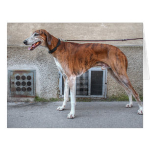 Cartão Elder Brindle Greyhound
