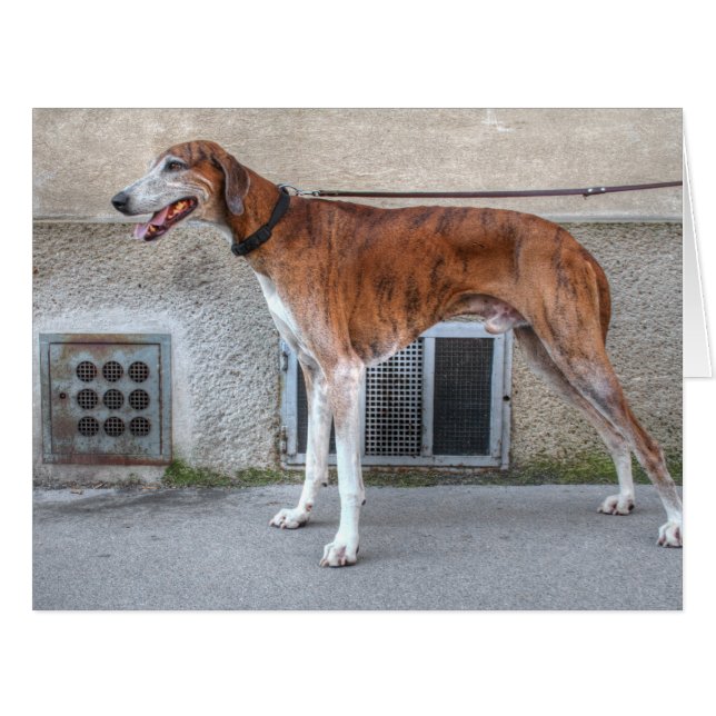 Cartão Elder Brindle Greyhound (Frente horizontal)