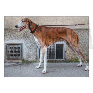 Cartão Elder Brindle Greyhound
