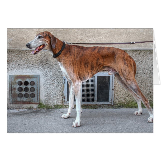 Cartão Elder Brindle Greyhound (Frente Horizontal)