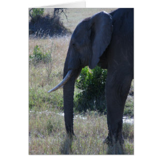 Cartão Elefante