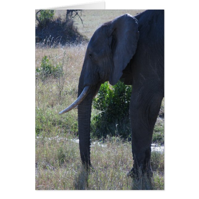 Cartão Elefante (Frente)