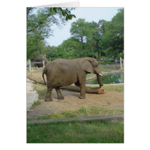 Cartão elefante!