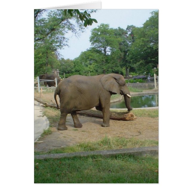 Cartão elefante! (Frente)