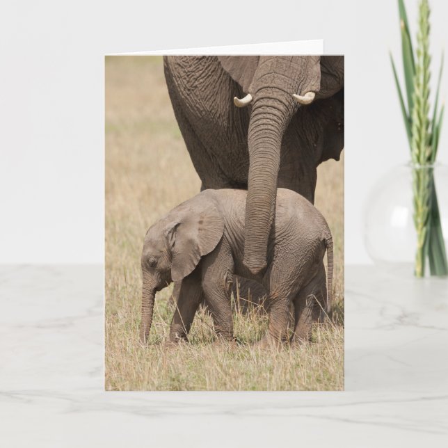 Cartão Elefante Africano Bebê com a Mãe (Frente)