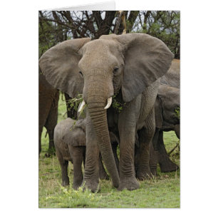 Cartão Elefante Africano Manada