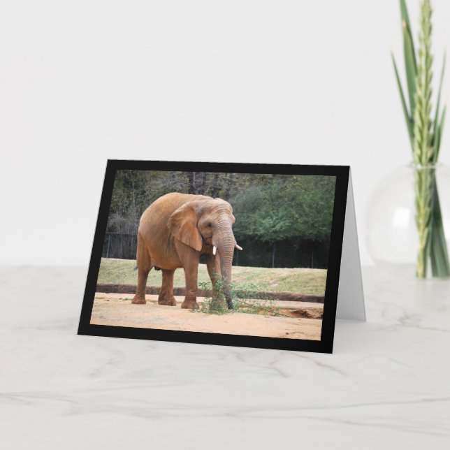 Cartão Elefante Africano no Parque (Frente)