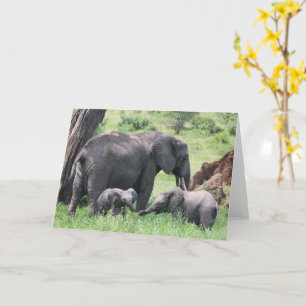 Cartão Elefante com vitelos animais selvagens Foto