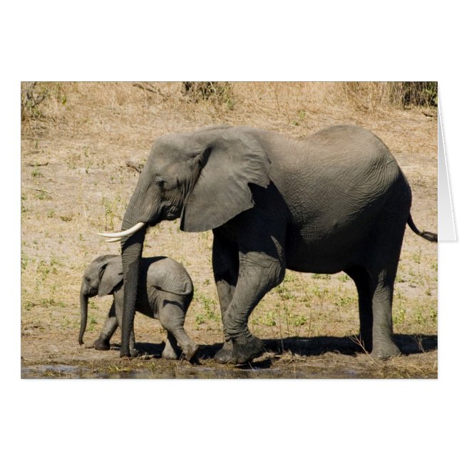 Cartão Elefante De Bebê E Mãe (Frente Horizontal)