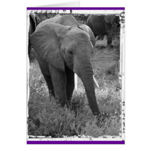 Cartão Elefante de Kenya - preto & branco