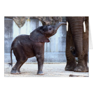Cartão Elefante do bebê