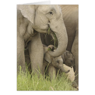 Cartão Elefante indiano / asiático e filhote, Corbett 3