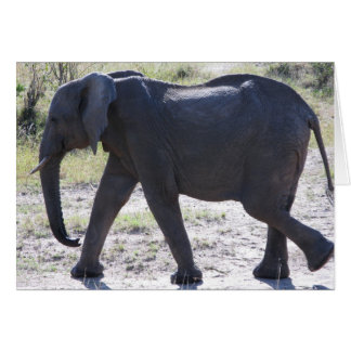Cartão Elefante Juvenil
