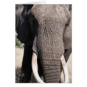 Cartão Elefante (Loxodonta africana), Abu Camp 3