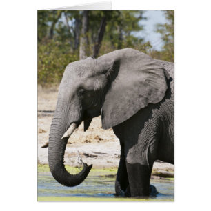 Cartão Elefante (Loxodonta africana), Canal Savute