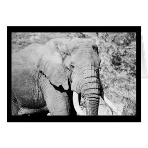 Cartão Elefante no Serengeti