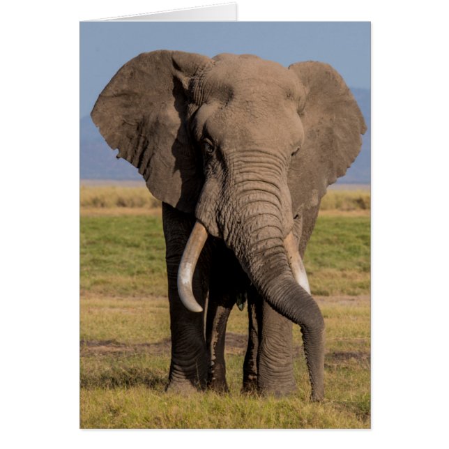 Cartão Elefante Procurando (Frente)