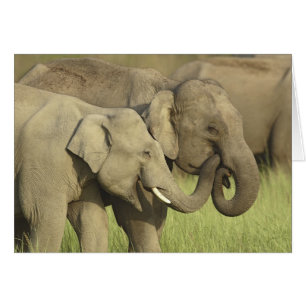 Cartão Elefantes Asiáticos Indianos