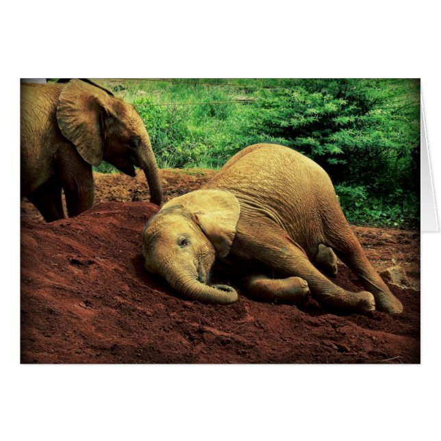 Cartão Elefantes no Quênia (Frente Horizontal)