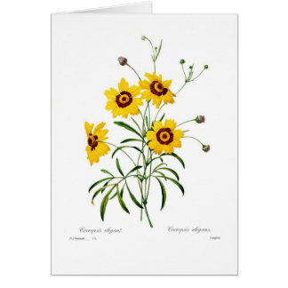 Cartão Elegans do Coreopsis