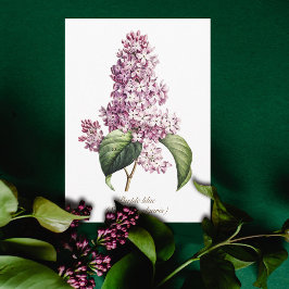 Cartão Elegante Flor de Lilás Roxo Botânico Vintage
