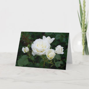 Cartão Elegante Moderna Rosas Brancas Flores Fotografia S