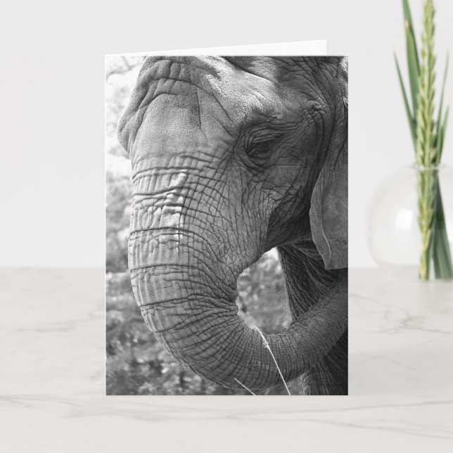 Cartão Elephant (Frente)
