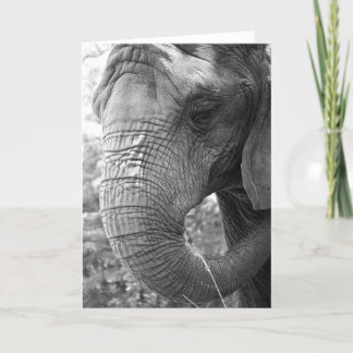 Cartão Elephant