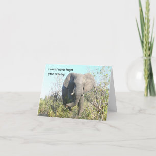 CARTÃO ELEPHANT ANDANDO EM DIREÇÃO À CÂMERA