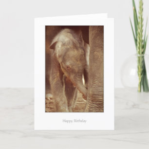 Cartão Elephant Calf Birthday Card