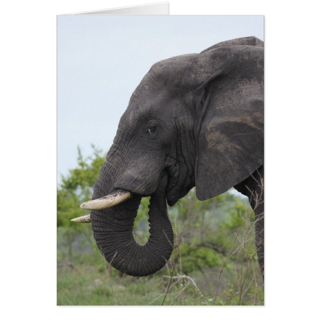 Cartão Elephant Eating (Frente)