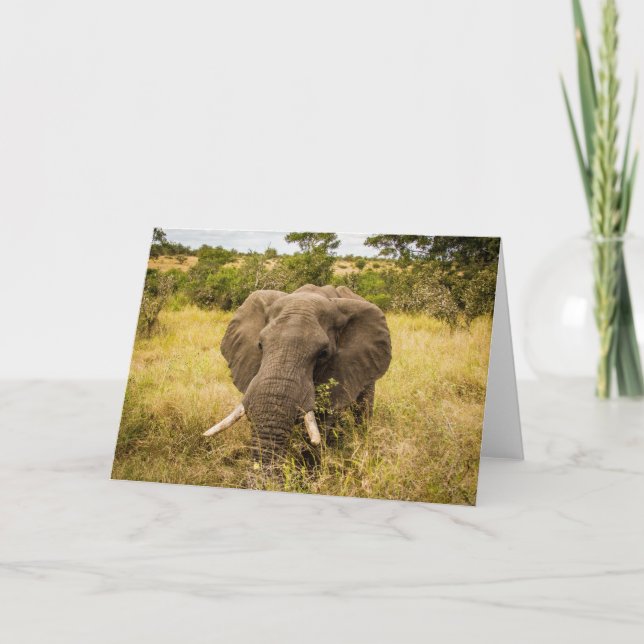 Cartão Elephant Greeting Card (Frente)