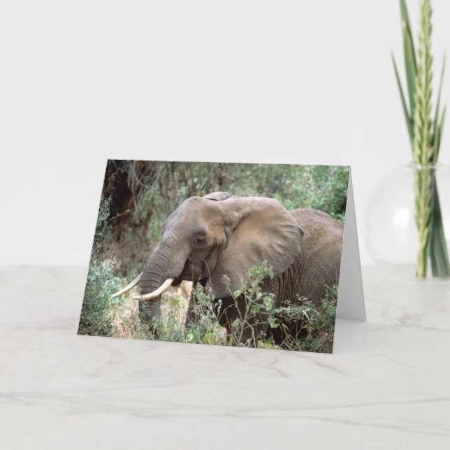 Cartão Elephant Greeting Card (Frente)