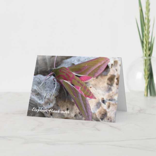 Cartão Elephant Hawk-moth Greetings Card (Frente)