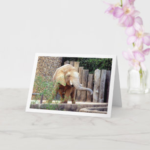 Cartão Elephant in Park