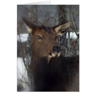 Cartão Elk
