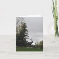 Elk Birthday Card