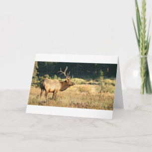 Cartão Elk Buck