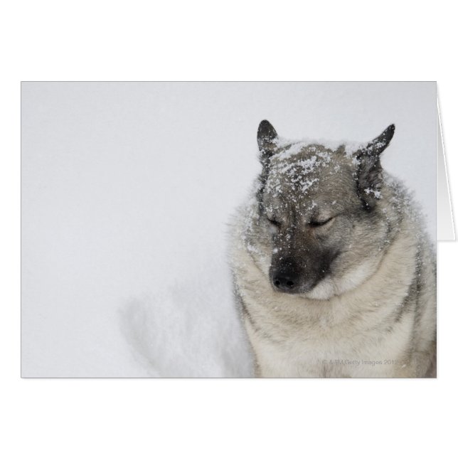 Cartão Elkhound Norueguês (Frente Horizontal)