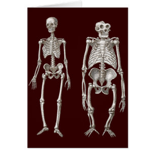 Cartão Elo em falta - esqueletos do homem e do macaco