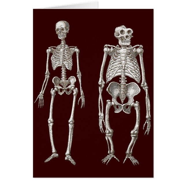 Cartão Elo em falta - esqueletos do homem e do macaco (Frente)