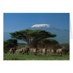 Cartão Elphants of Mt.Kilimanjaro
