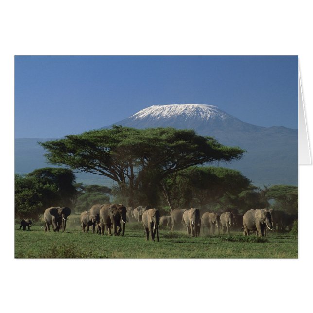 Cartão Elphants of Mt.Kilimanjaro (Frente Horizontal)
