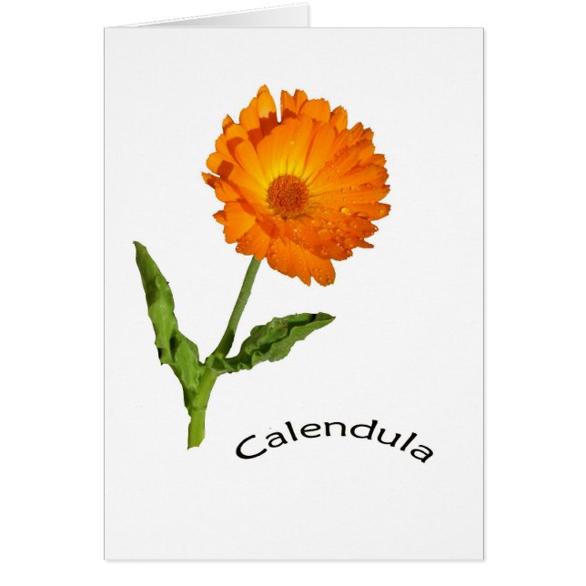 Cartão - em branco - Calendula com etiqueta (Frente)