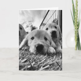 Cartão em branco com cachorrinhos