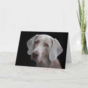Cartão em branco de cachorro Weimaraner